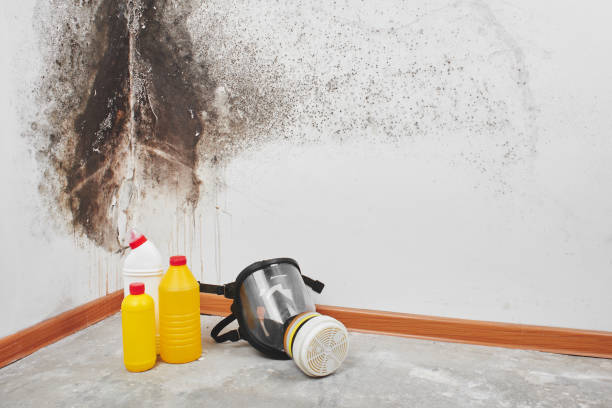 Best Professional Mold Removal  in Mustang Ridge, TX