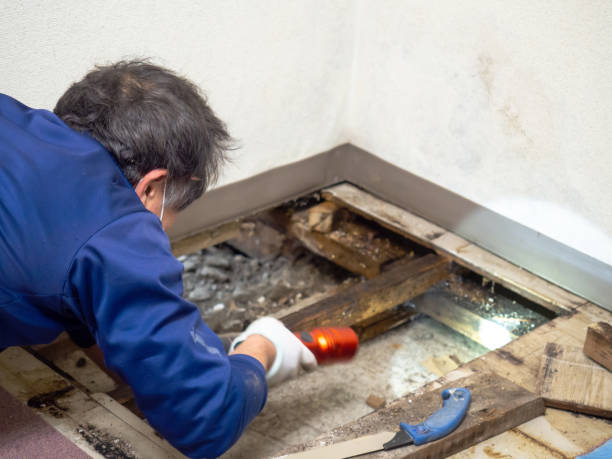 Best Crawl Space Mold Removal  in Mustang Ridge, TX