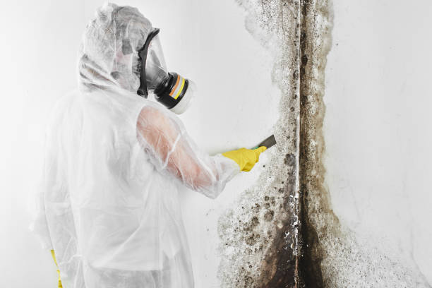 Best Black Mold Removal  in Mustang Ridge, TX