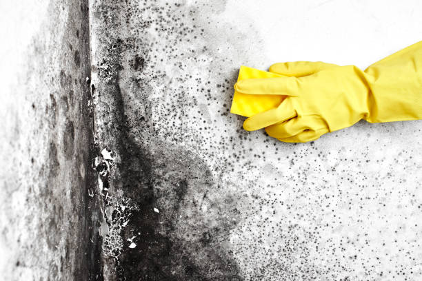 Best Professional Mold Removal  in Mustang Ridge, TX