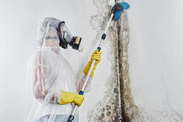 Best Residential Mold Removal  in Mustang Ridge, TX