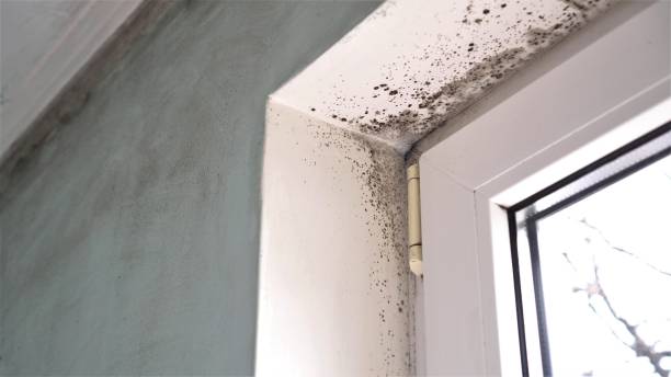 Trusted Mustang Ridge, TX Mold Removal Experts