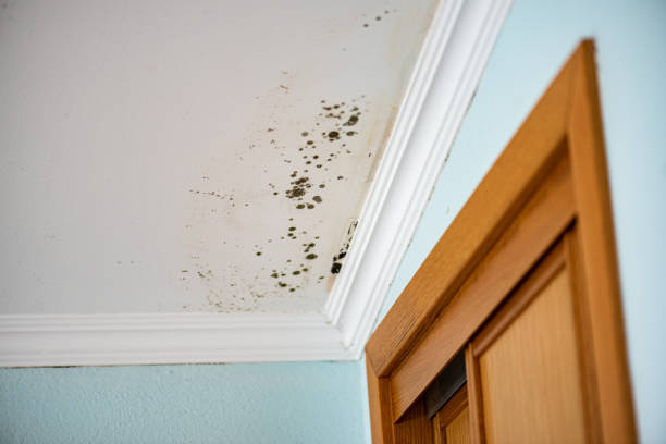 Best Mold Damage Repair  in Mustang Ridge, TX