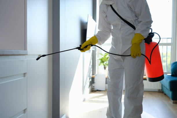 Best Mold Removal Company Near Me  in Mustang Ridge, TX