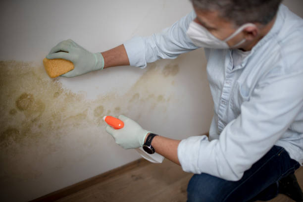 Best Local Mold Removal Service  in Mustang Ridge, TX