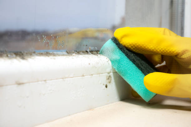 Best Certified Mold Removal  in Mustang Ridge, TX