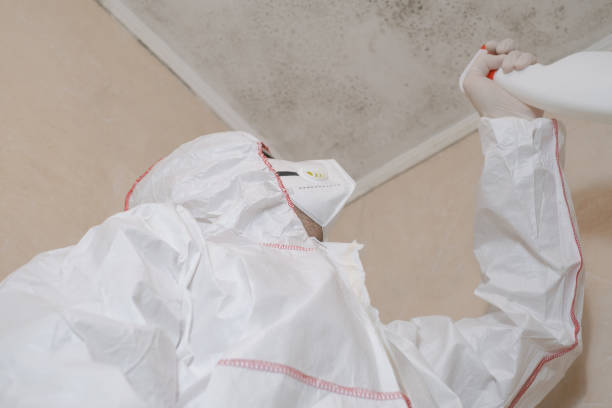 Best Attic Mold Removal  in Mustang Ridge, TX