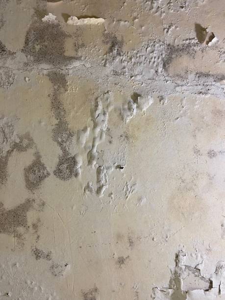 Mold Removal Process in Mustang Ridge, TX