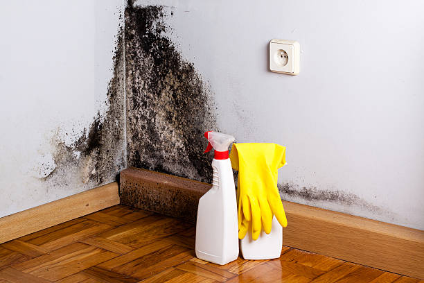 Best Residential Mold Removal  in Mustang Ridge, TX